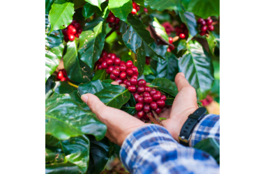 KAFFETILBUD 5kg 2 kg