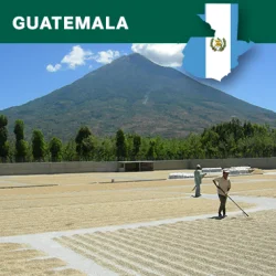 Guatemala, �KOLOGISK Huehuetenango, Gr�nne b�nner, 1000 gr
