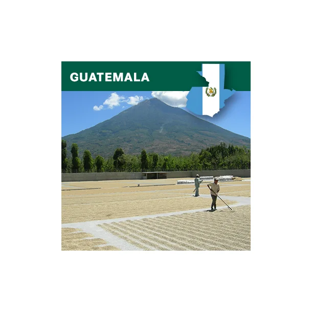 Guatemala, �KOLOGISK Huehuetenango, Gr�nne b�nner, 1000 gr
