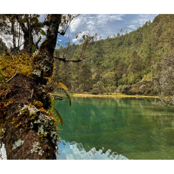 Guatemala, �KOLOGISK Huehuetenango, Gr�nne b�nner, 1000 gr