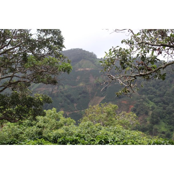 Costa Rica honey  Palmichal - Cerro Los Vindas - grnne r bnner, 1000 gr