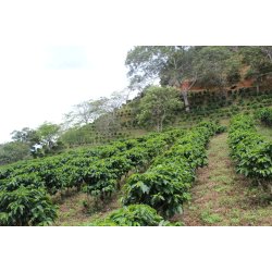 Costa Rica honey  Palmichal - Cerro Los Vindas - grnne r bnner, 1000 gr