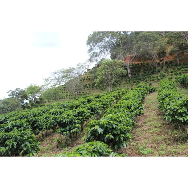 Costa Rica honey  Palmichal - Cerro Los Vindas - grnne r bnner, 1000 gr