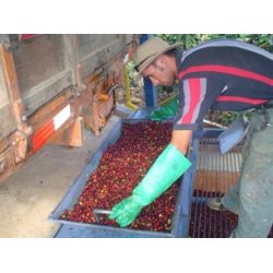 Vinterkaffe - Costa Rica La Candelilla Estate  Honey  Friskristet kaffe, 250 gr