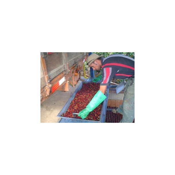 Vinterkaffe - Costa Rica La Candelilla Estate  Honey  Friskristet kaffe, 250 gr