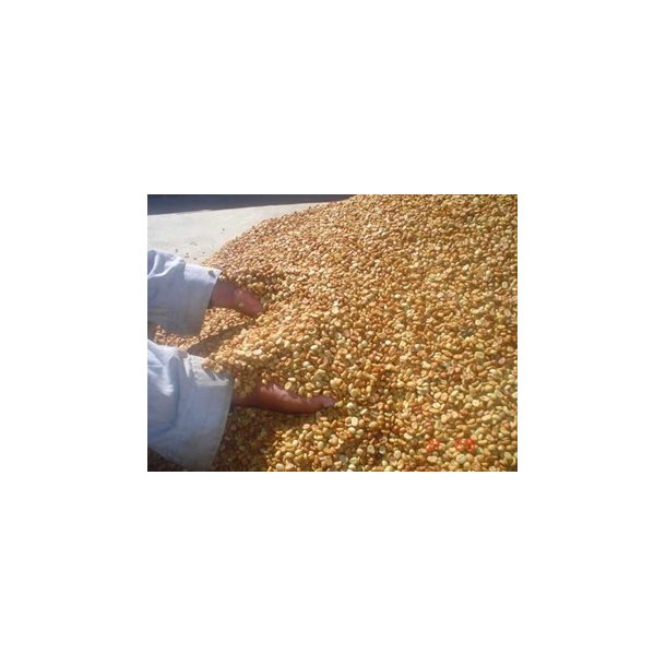 Vinterkaffe - Costa Rica La Candelilla Estate  Honey  Friskristet kaffe, 250 gr