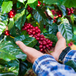 250 gr El Salvador Divisadero, natural, Friskristet kaffe, hele bnner