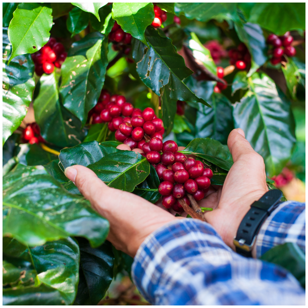 250 gr El Salvador Divisadero, natural, Friskristet kaffe, hele bnner