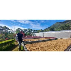 Costa Rica, Finca La Taboba, Don Senel Anaerobic,  Friskristet kaffe hele bnner