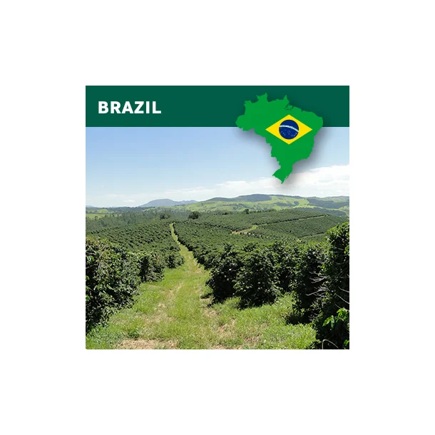 1 kg Brazil natural Arabica Sul de Minas, NY 2/3, Scr 15/16, strictly soft, fine cup