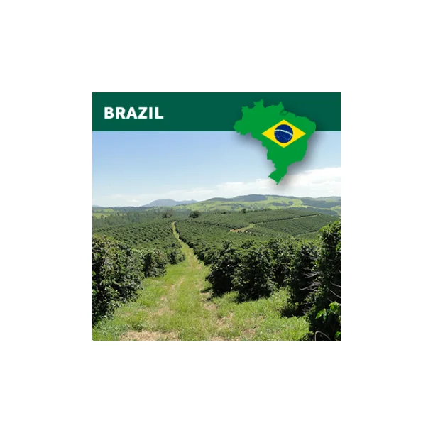 Brazil natural Arabica Cerrado NY 2, Scr 17/18, strictly soft, fine cup, 